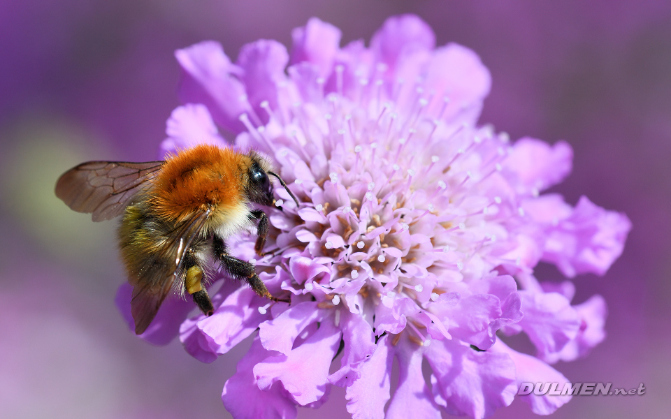01 Common Carder Bee (Bombus pascuorum)